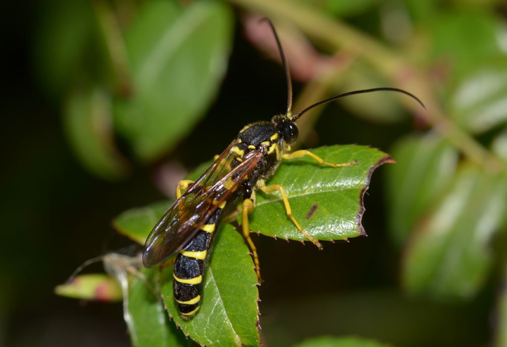 Ichneumonidae: Metopius sp. ?  S, Metopius cfr. dentatus